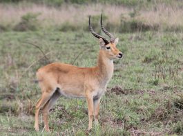 Puku, antilopa Kobus vardonii din Africa