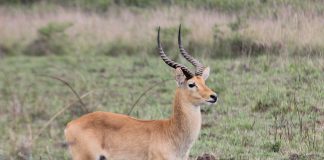 Specii de antilope Puku din Africa – habitat, caracteristici și comportament Puku, antilopa Kobus vardonii din Africa