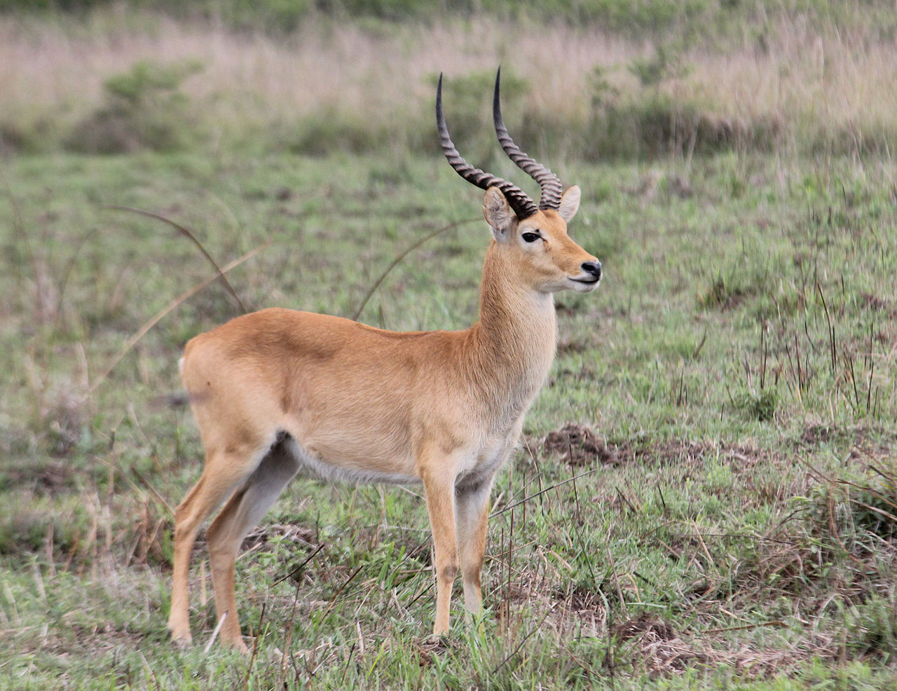 Puku, antilopa Kobus vardonii din Africa