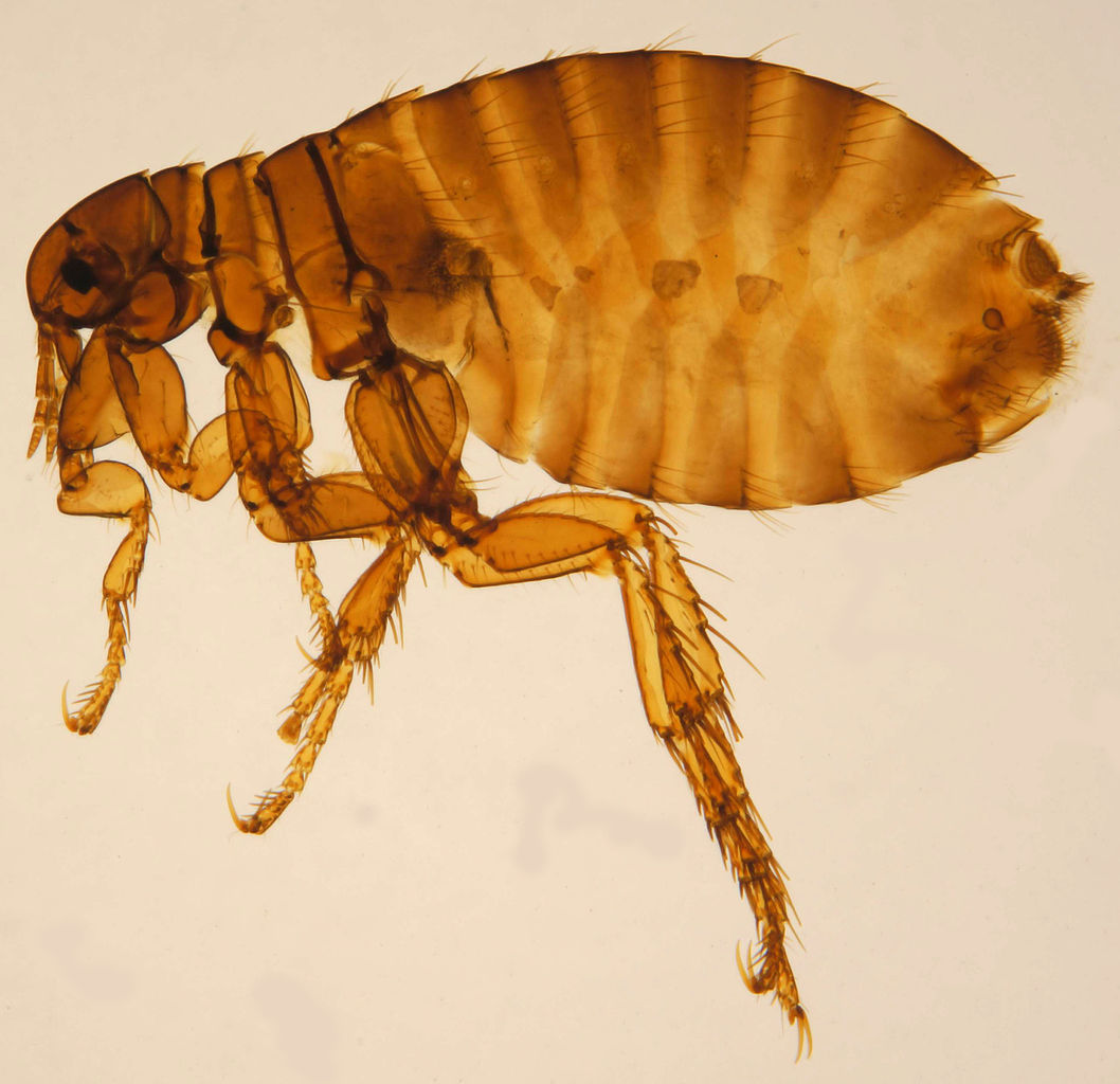 Pulex irritans