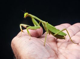 Specii de călugărițe comune din familia Mantidae