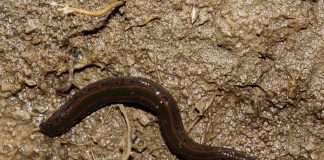 Specii de clitelați, nevertebrate acvatice esențiale pentru ecosistem Specii de clitelați, nevertebrate acvatice din clasa Clitellata