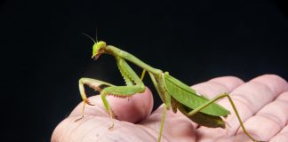 Călugărițele comune din familia Mantidae și adaptările lor uimitoare Specii de călugărițe comune din familia Mantidae