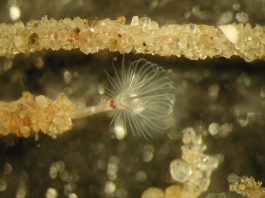Specii de forone - viermi marini din încrengătura Phorona