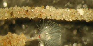 Specii de forone, viermi marini unici din încrengătura Phorona Specii de forone - viermi marini din încrengătura Phorona