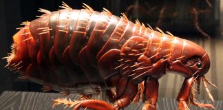 Specii de purici comuni din familia Pulicidae și impactul lor asupra sănătății Specii de purici comuni din familia Pulicidae