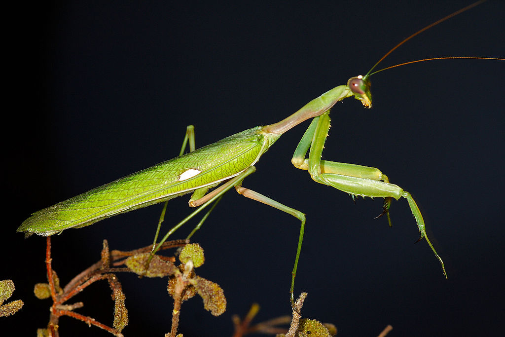 Statilia apicalis