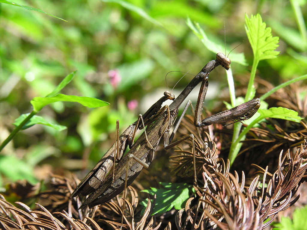 Statilia maculata