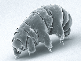 Tardigrade, animale microscopice numite urșii de apă