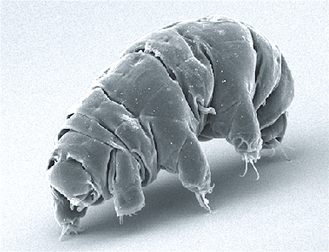 Tardigrade, animale microscopice numite urșii de apă Tardigrade, animale microscopice numite urșii de apă