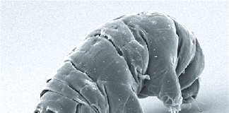 Tardigradele, urșii de apă – cele mai rezistente animale microscopice Tardigrade, animale microscopice numite urșii de apă