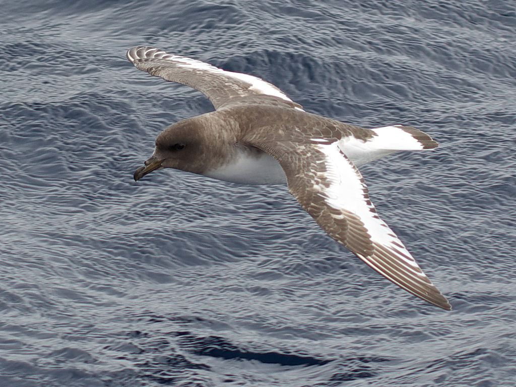 Thalassoica antarctica