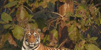 Cele mai frumoase animale sălbatice din lume – top 10 specii uimitoare Top 10 cele mai frumoase animale sălbatice din lume