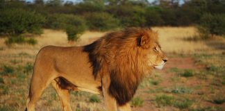 Cele mai periculoase animale sălbatice din lume pe care trebuie să le cunoști Vezi care sunt cele mai periculoase animale sălbatice din lume