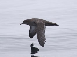 Vezi cele mai interesante specii de păsări din familia Procellariidae