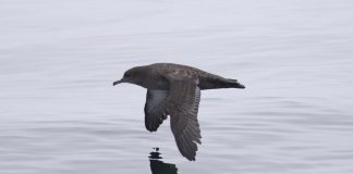 Cele mai interesante specii de păsări din familia Procellariidae Vezi cele mai interesante specii de păsări din familia Procellariidae