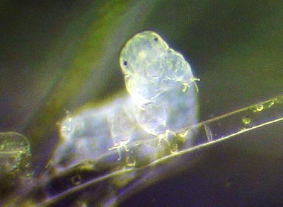 Hypsibius dujardini, Foto: forum.thegamecreators.com