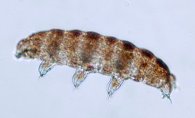 Tardigrade, Foto: 4.bp.blogspot.com