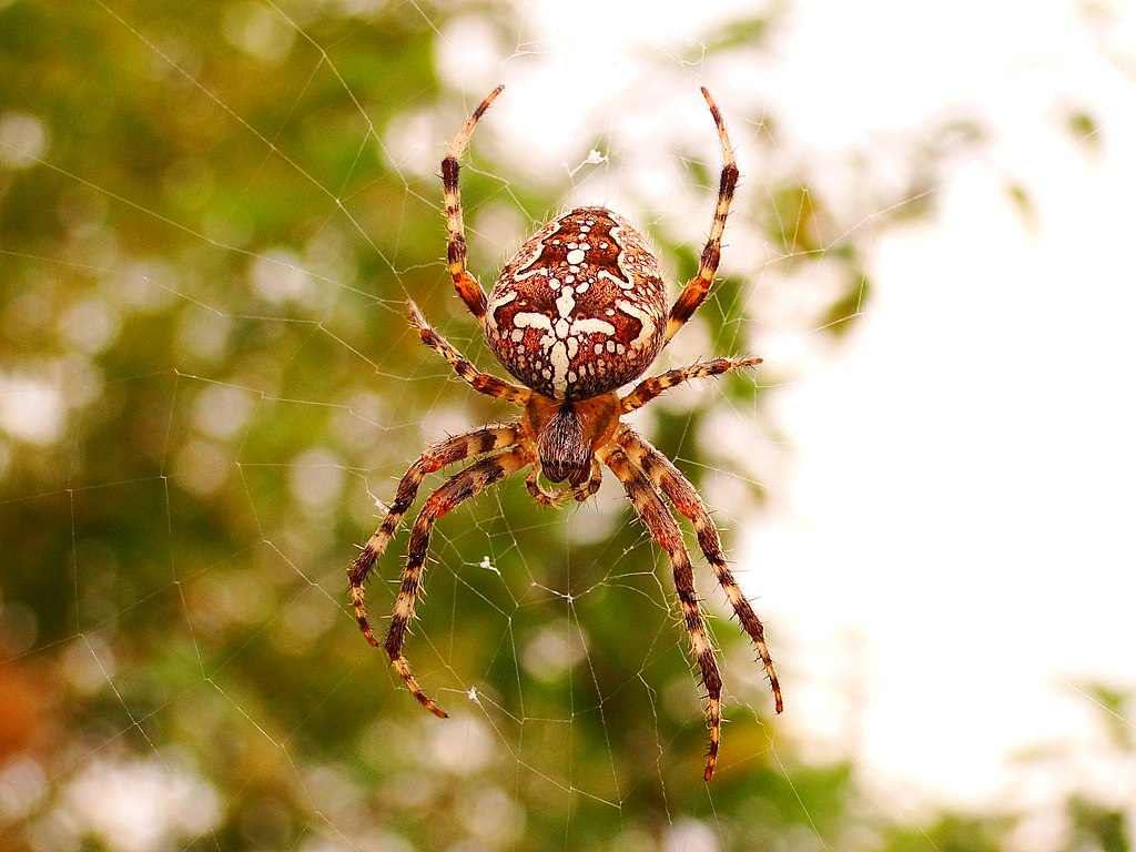 Araneus diadematus