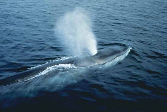 Balena albastra (Balaenoptera Musculus), Foto: wonderfulseaworld.blogspot.ro