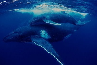 Balena albastra, Foto: wonderfulseaworld.blogspot.ro