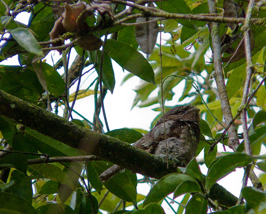 Batrachostomus moniliger