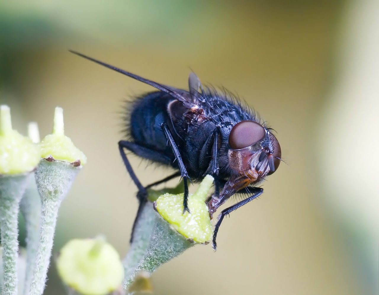 Calliphora vomitoria