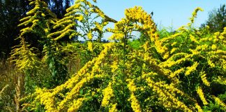 Care este originea cuvintelor Drăgaica, Sânzienele