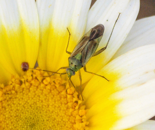Closterotomus norvegicus, Foto: kimssight.zenfolio.com