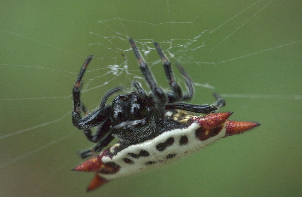 Gasteracantha cancriformes