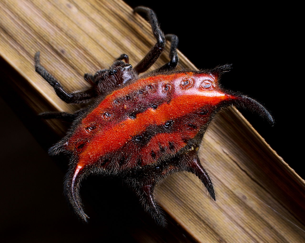 Gasteracantha