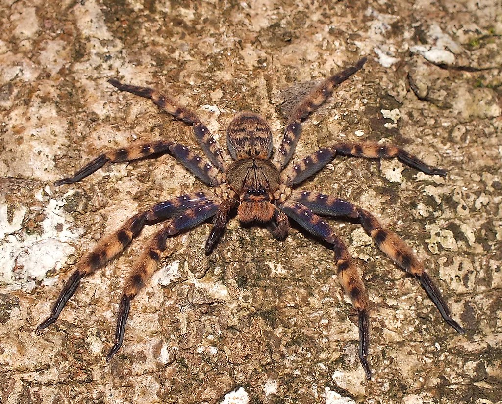 Heteropoda lunula