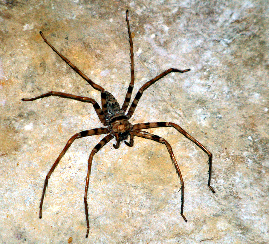 Heteropoda maxima