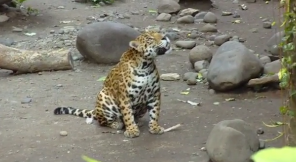 Jaguarul (Panthera onca)