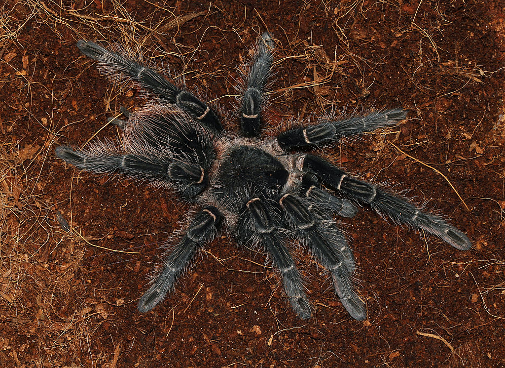 Lasiodora parahybana