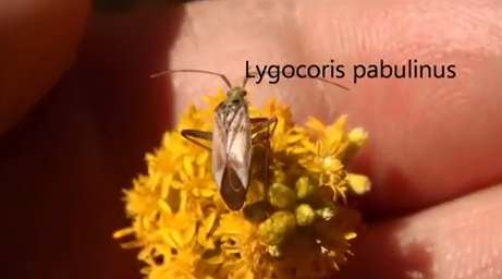 Lygocoris pabulinus