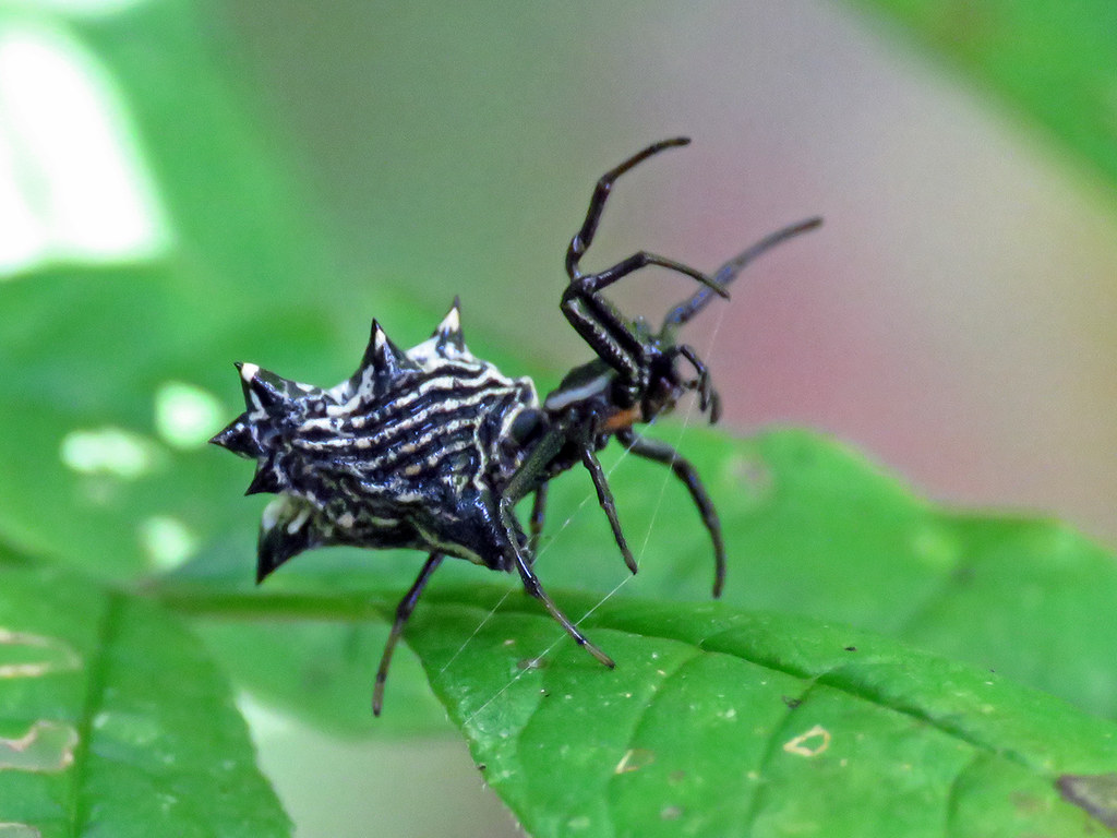 Micrathena gracilis