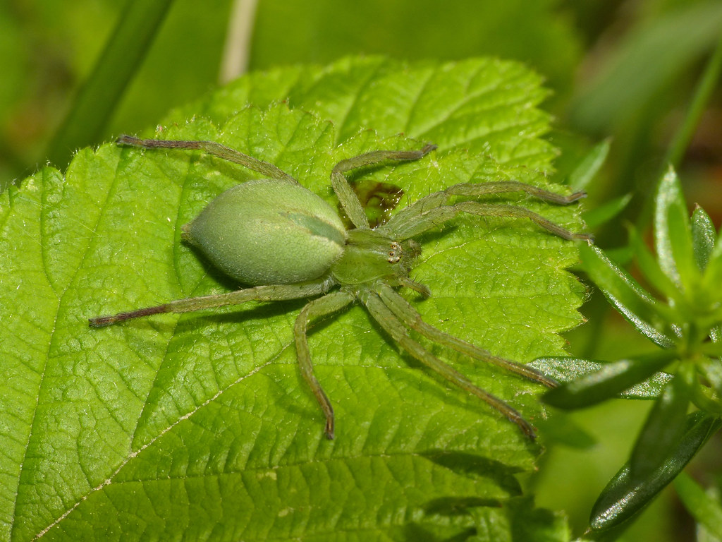 Micrommata virescens