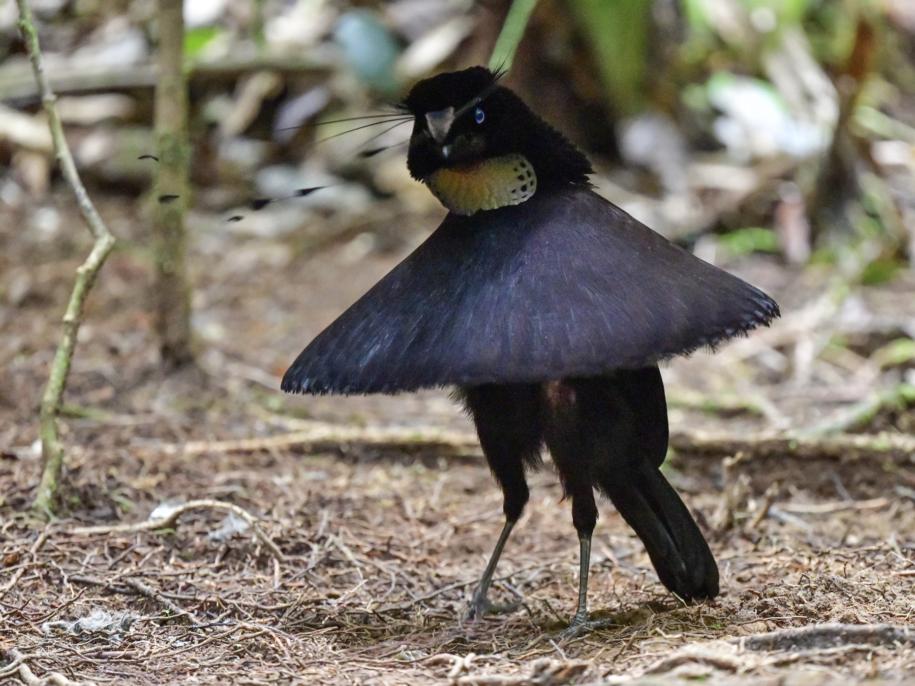 Parotia sefilata