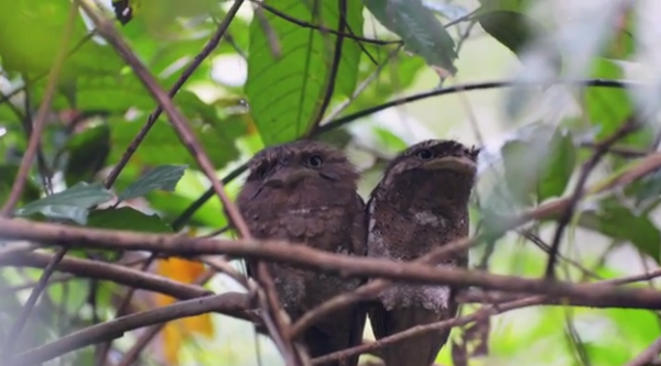 Pasărea Batrachostomus moniliger