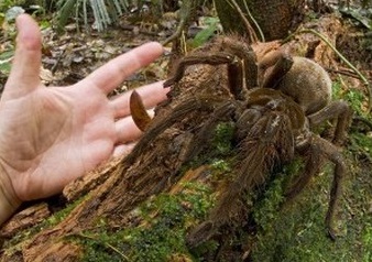 Păianjenul Poecilotheria rajaei, Foto: spidertopia.weebly.com