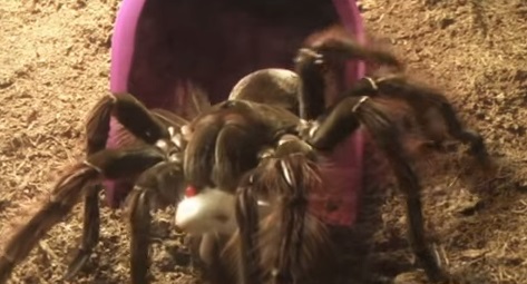 Păianjenul Theraphosa blondi