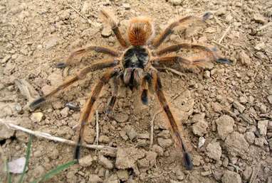 Specia Brazilian Tawny-red, Foto: spidertopia.weebly.com