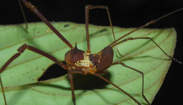 Specia Metarhaucus, Foto: opiliones.wikia.com