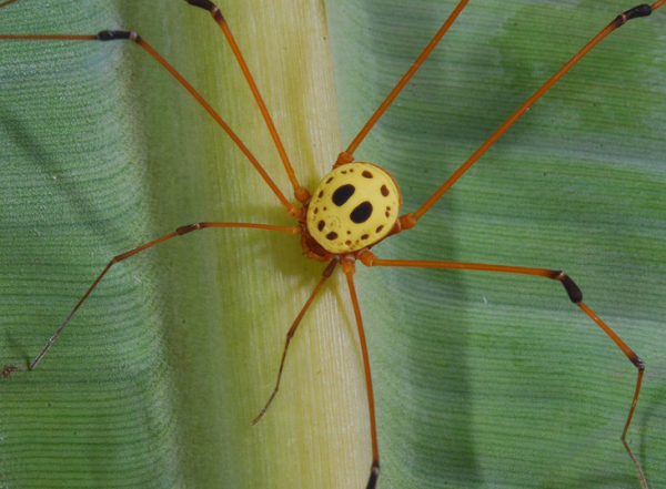 Specia Sibambea, Foto: opiliones.wikia.com