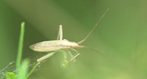 Specia Stenodema laevigatum