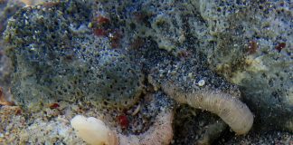 Specii ciudate de nevertebrate din încrengătura Hemichordata Specii ciudate de nevertebrate din încrengătura Hemichordata