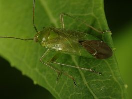 Specii de gândaci de plante din familia Miridae