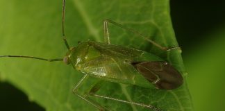 Cele mai cunoscute specii de gândaci de plante din familia Miridae Specii de gândaci de plante din familia Miridae