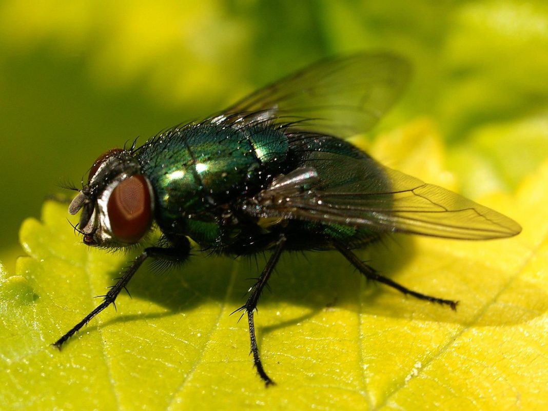 Specii de muște verzi și albastre din familia Calliphoridae Specii de muște verzi și albastre din familia Calliphoridae